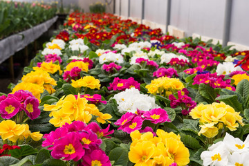Fototapeta na wymiar Colorful culture primrose greenhouse