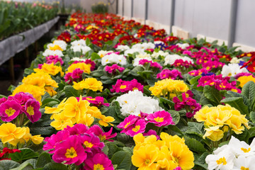 Colorful culture primrose greenhouse