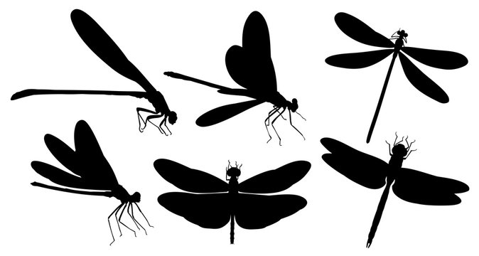Dragonfly silhouettes. 