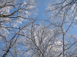 Obraz premium winter in Russia
