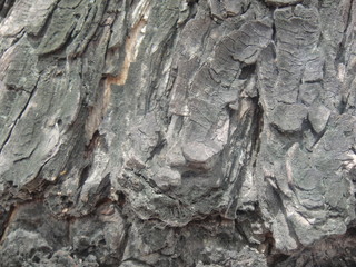 Bark