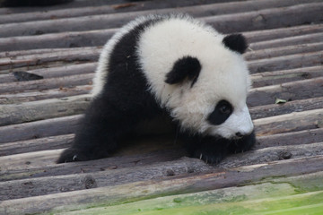 Fototapeta premium Baby Panda