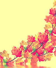 autumn leaves isolated on yellow background.
