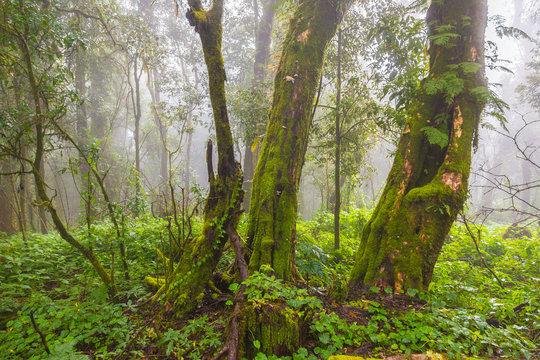 Fototapeta Old trees and other vegetation in a rain forest of northern Thai