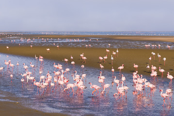 Obraz premium Group of pink flamingos on the sea at Walvis Bay, the atlantic coast of Namibia, Africa.