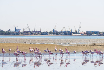 Naklejka premium Group of pink flamingos on the sea at Walvis Bay, the atlantic coast of Namibia, Africa. Harbor in the background.