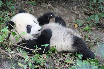 Obraz premium Baby Pandas Sitting on the Grass