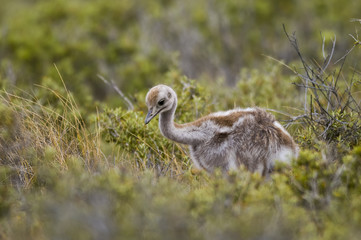 Lesser Rhea , Patagonia ,Argentina