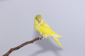 Budgarigar, Budgie Bird