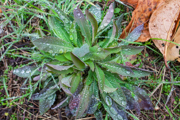 wild nameless plants and maple fallen leaf in rainny outdoor