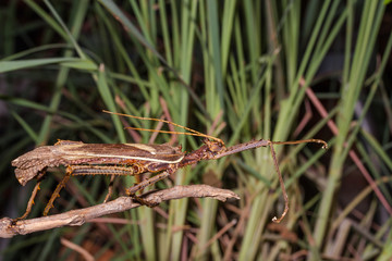 Moss Mimic Stick Insect - Anthropoda