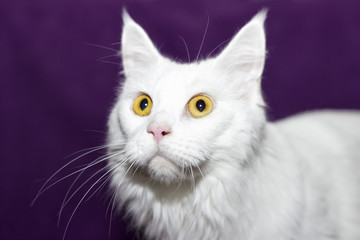 muzzle white Maine Coon cat