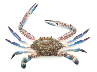 Blue crab isolated on white © onairjiw