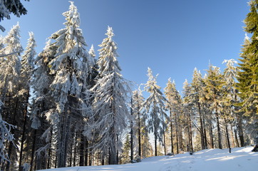 Świerki © Tomasz