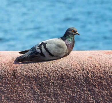 Lonely dove bird. One pigeon.