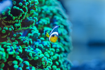 frogspawn coral, Euphyllia paradivisa