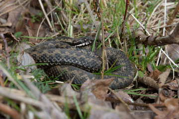 Adder (Vipera Berus)/Common European Adder in leaf litter