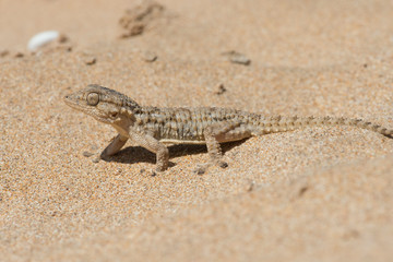 Moorish Gecko (Tarentola Mauritanica)/Moorish Gecko in North African Desert