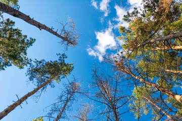 Obraz premium Bottom view of pine tree