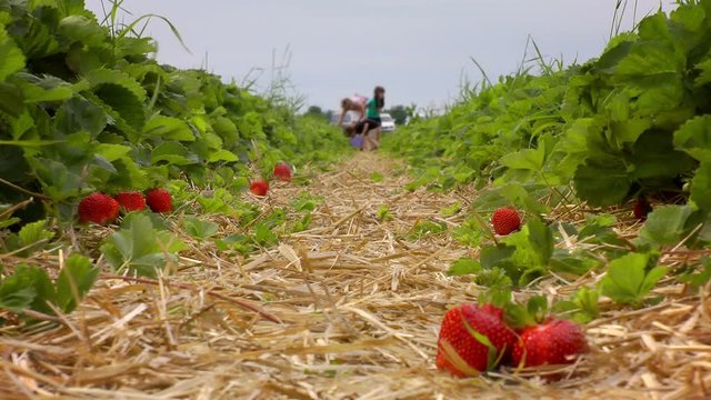 mother with kids picking strawberries from the field blurry defocused