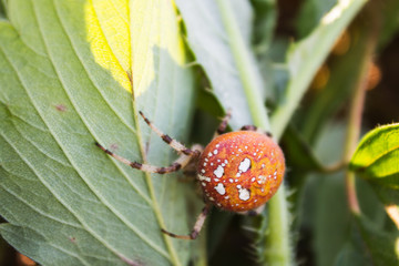 strawberry spider closeup. Araneus diadematus. shallow depth of field