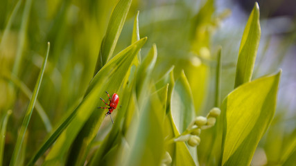 Red bug