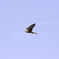 Kestral hovering ready to pounce
