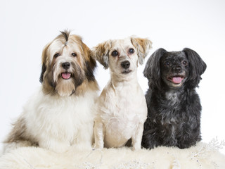 Three havanese dog in a studio. Group portrait.