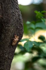 Obraz premium Cicada slough at tree, Chinese herbal medicine