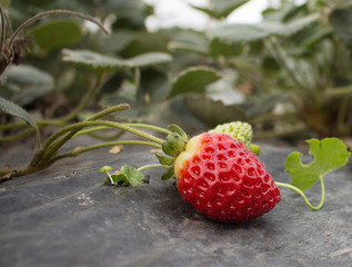 ripe red strawberriy growing on a bush with green leaves 