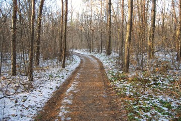 winter forest
