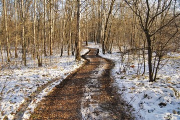 winter forest