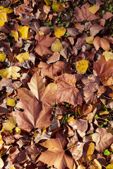 Fall leaves