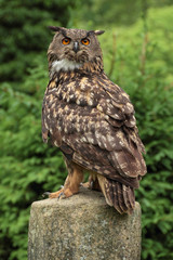 Bird of prey 2