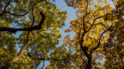 Fototapeta na wymiar Sky above autumn trees