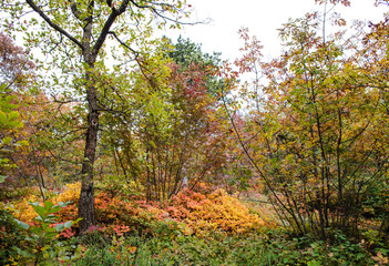 golden sumac inside karst vegetation