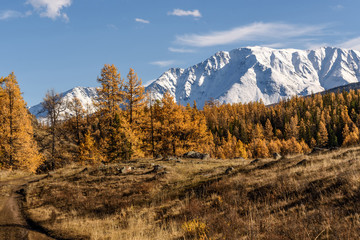 mountains larch autumn snow forest