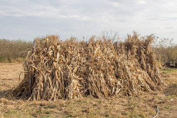 Stack or shock of dry corn stalks in the field 