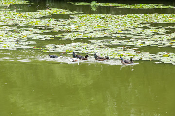 Ducks swimming in the pond