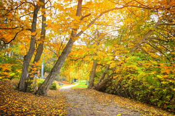 Yellow autumn trees in park