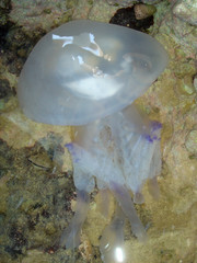 Jellyfish swimming in a hole of the rock