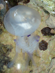 Jellyfish swimming in a hole of the rock