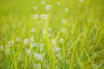 The rainbow bubbles on green background