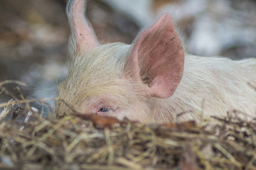 Pink piglet ear sticking out from the dry grass 