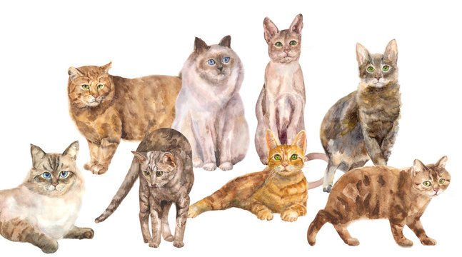 Collection of cats: white, brown and red cats with green and blue eyes, lying and standing on white background, isolated, hand draw watercolor painting, animal illustration, vintage