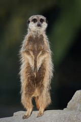 Meerkat (Suricata suricatta)