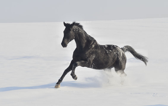 Pferd im Schnee