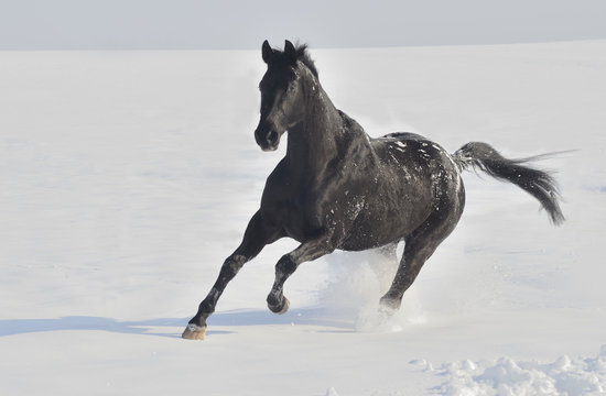 Pferd im Schnee