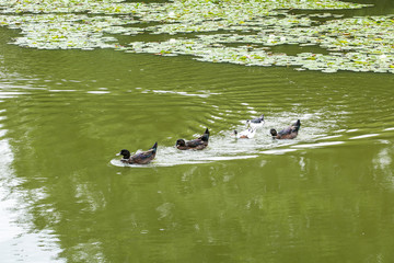Ducks swimming in the pond