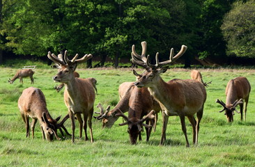 Naklejka na ściany i meble Deer in Richmond Park London